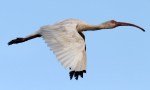 Ibis Flight