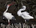 Ibis Snowy Fight