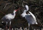 Ibis Snowy Fight