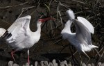 Ibis Snowy Fight