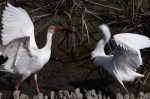 Ibis Snowy Fight