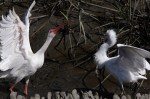 Ibis Snowy Fight