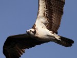 Osprey Flight