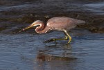 Tricolored Heron Fishing