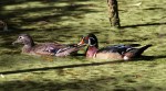 Wood Ducks