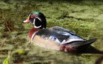 Wood Ducks