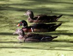 Wood Ducks