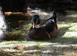 Wood Ducks