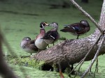 Wood Ducks in&nbsp;Swamp