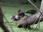 Wood Ducks in&nbsp;Swamp