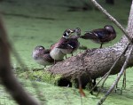 Wood Ducks in&nbsp;Swamp