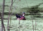 Wood Ducks in&nbsp;Swamp
