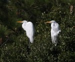 Wood Stork and&nbsp;Egrets