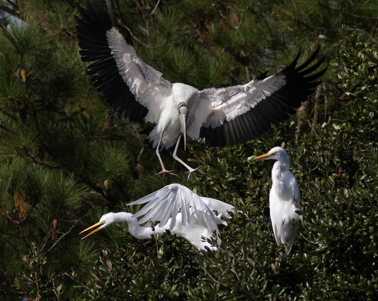 Wood Stork and Egrets
