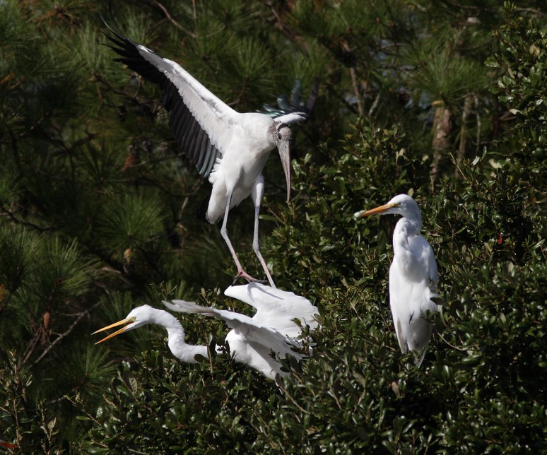 Wood Stork and Egrets