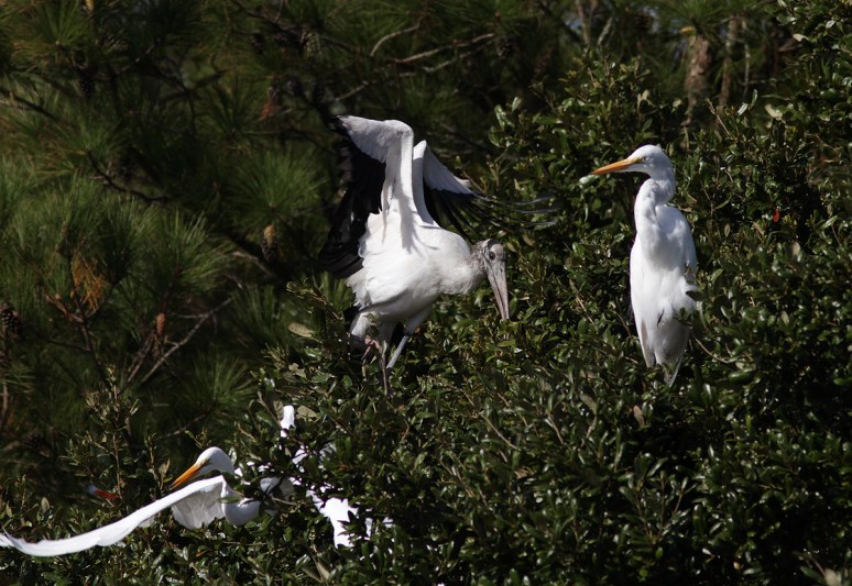 Wood Stork and Egrets