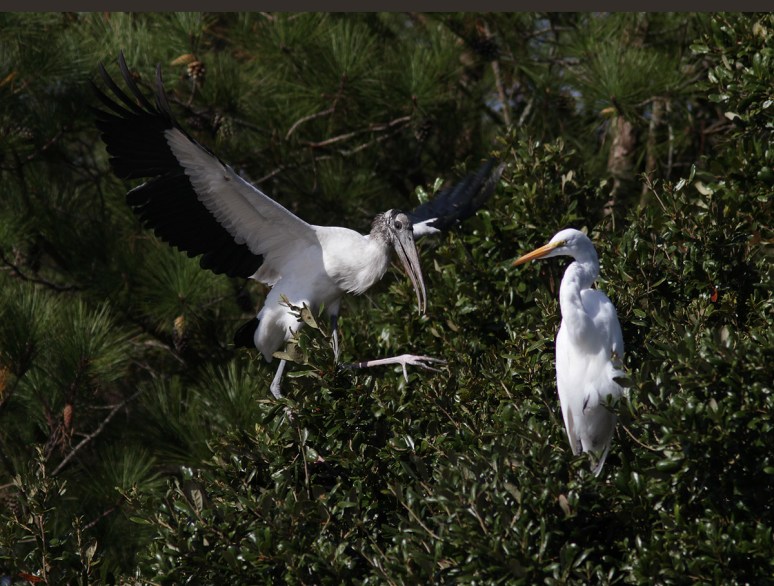 Wood Stork and Egrets
