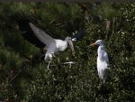 Wood Stork and&nbsp;Egrets