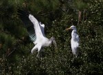 Wood Stork and&nbsp;Egrets