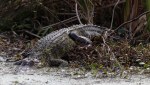 Alligator in Swamp