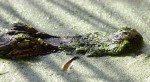 Alligator in Swamp