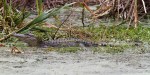 Alligator in Swamp