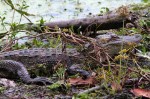 Baby Gator in&nbsp;Swamp