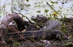 Baby Gator in&nbsp;Swamp