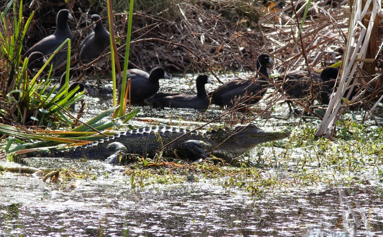Coot Parade