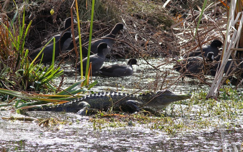 Coot Parade