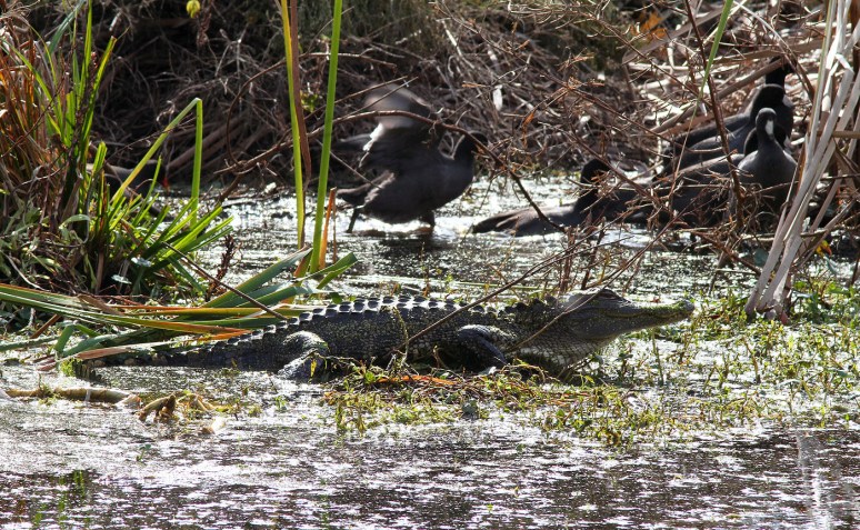 Coot Parade