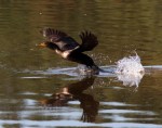 Cormorant Takeoff