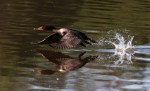 Cormorant Takeoff