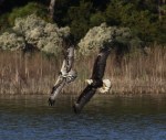 Eagle Chasing Osprey