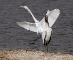 Egret and Wood&nbsp;Stork
