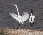 Egret and Wood&nbsp;Stork