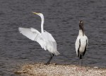 Egret and Wood&nbsp;Stork