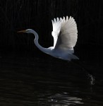 Egret Flight