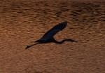 Great Blue Heron at&nbsp;Sunset