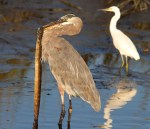 GBH with Big&nbsp;Eel