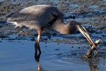 Great Blue Heron&nbsp;Fishing