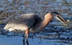Great Blue Heron&nbsp;Fishing