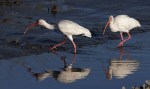 Ibis Catching Crab