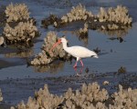 Ibis Fishing