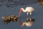 Ibis Fishing