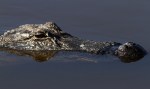 Late Season Alligator