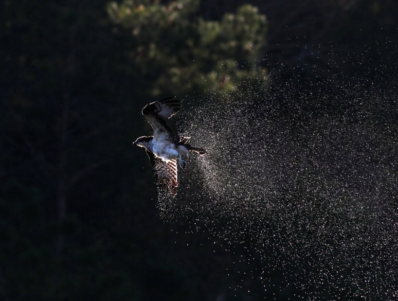 Osprey Shaking Off