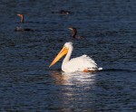 White Pelicans