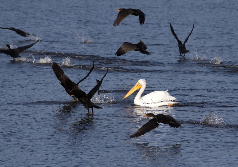 White Pelicans 
