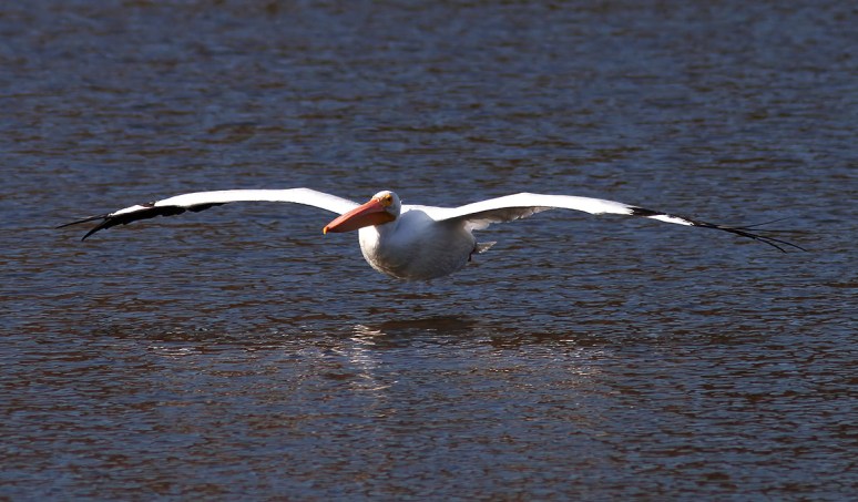 White Pelicans 